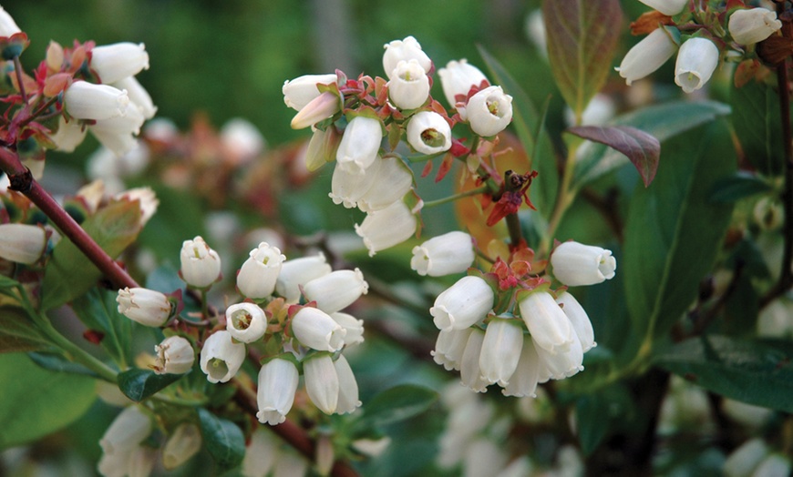 Image 8: Blueberry All Season Collection - Duke, Bluecrop & Elliot - 1 or 3 Potted Plants 