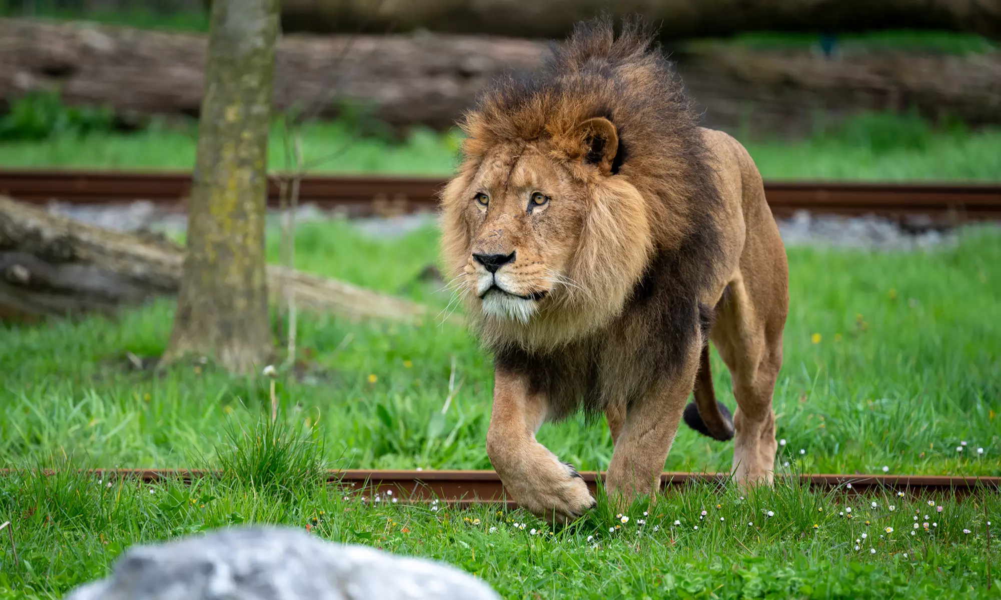 Attractions et décors naturels fascinants au Bellewaerde Park