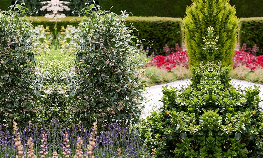 Image 4: Scented Jasmine Star of Milano - One or Three Potted Plants