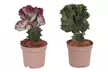 Assortiment de 2 plantes Euphorbia Lactea Cristata et Euphorbia Lactea Frankii - Image 3