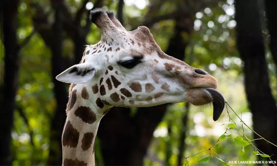 Admission for One Child or Adult to Bronx Zoo