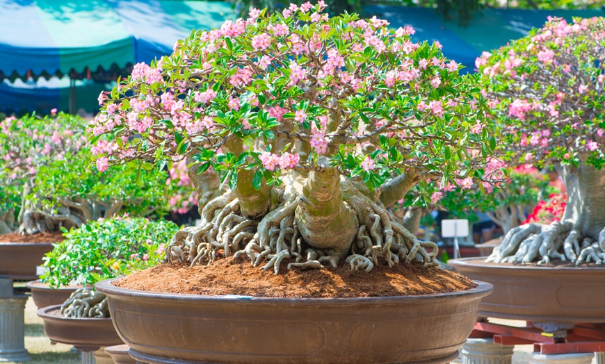 Image 2: Plante Adenium, rose du désert