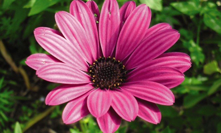 Image 3: Osteospermum Hardy Snow Pixie, Tresco Purple or Collection