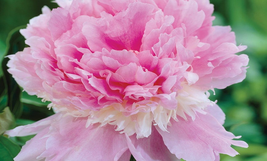 Image 9: Peony Collection Bare Root