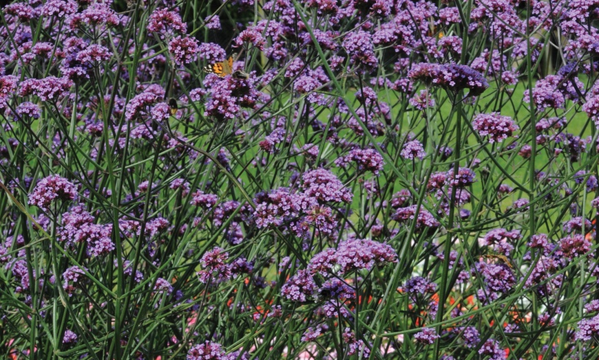 Image 5: 15 or 30 Verbena Buenos Aires Perennials Plug Plants