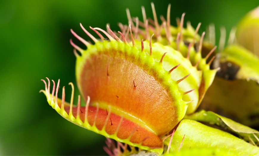 Image 6: Carnivorous House Plants