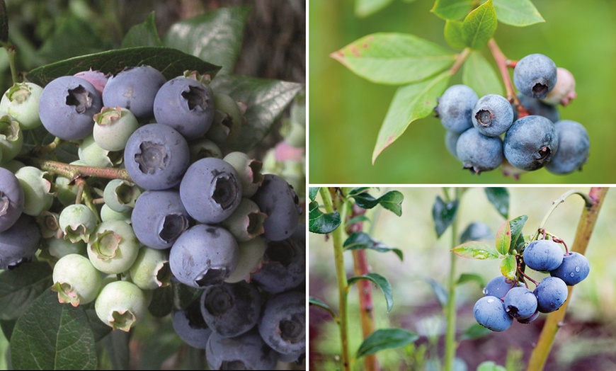 Image 1: Blueberry All Season Collection - Duke, Bluecrop & Elliot - 1 or 3 Potted Plants 