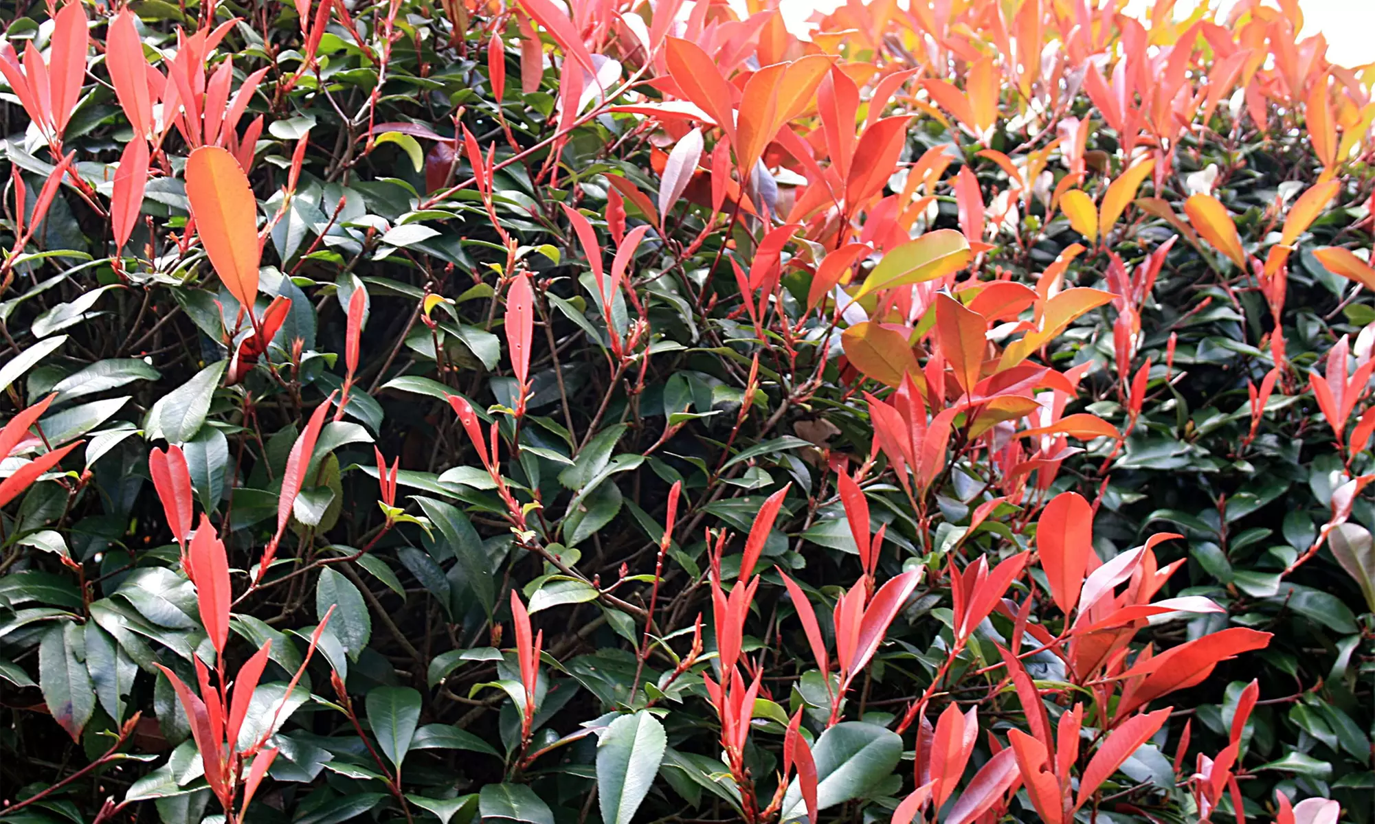 Lot de 2, 4 ou 6 photinias, arbustes décoratifs à feuilles rouges, 25-40 cm à la livraison - Primary Image