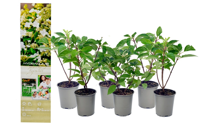 Image 4: Lot de 3 ou 6 plants hortensia Kyushu