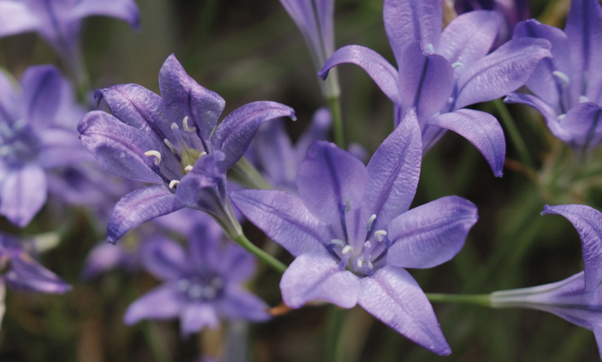 Image 4: Collection de bulbes à fleurs mixtes