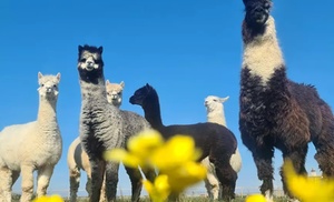 Alpaca Experience at Tawnymeade Alpaca's