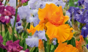  5 or 10 Iris Re-Blooming Plants