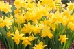 300-Piece Complete Spring-Flowering Bulb Collection - Image 6