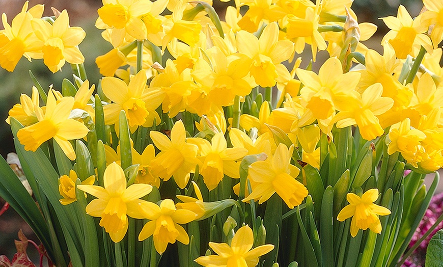 300-Piece Complete Spring-Flowering Bulb Collection | Groupon