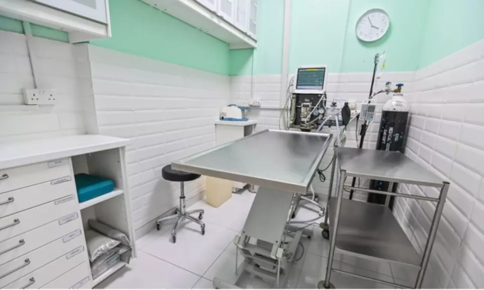 Veterinary Examination at Pet Connection Veterinary Clinic