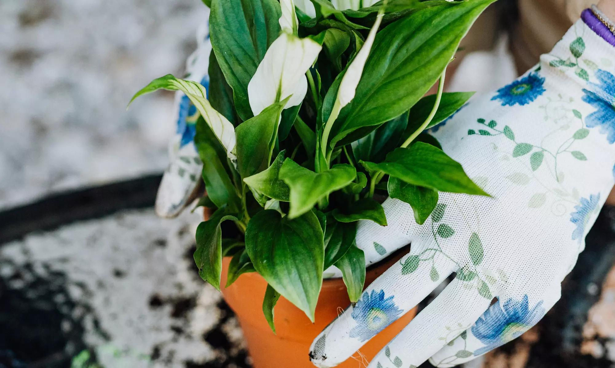 Collection exclusive de 5 plantes d'intérieur