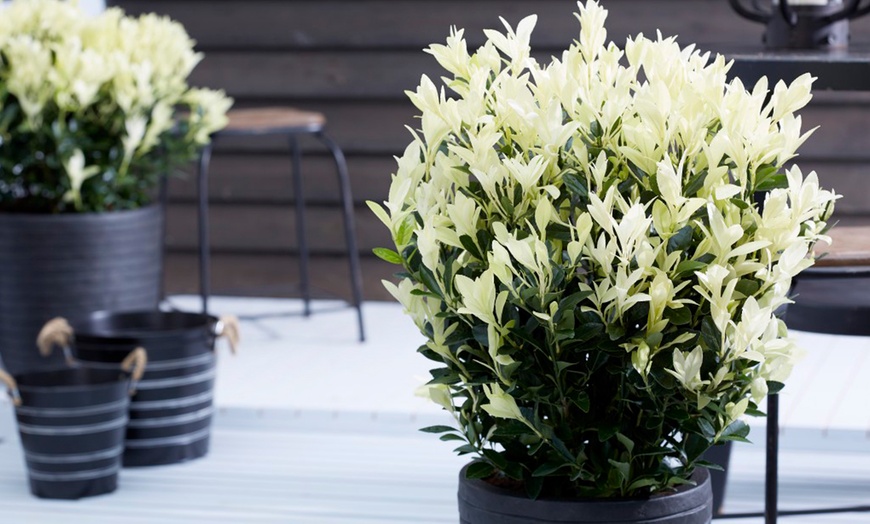 Image 1: Euonymus Himalaya in a Two-Litre Pot