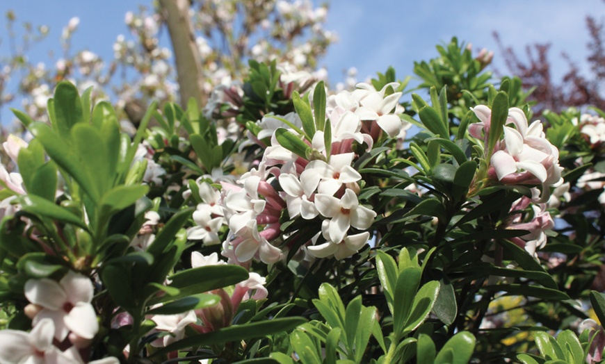 Image 1: Daphne 'Eternal Fragrance' – 1 or 2 Potted Plants