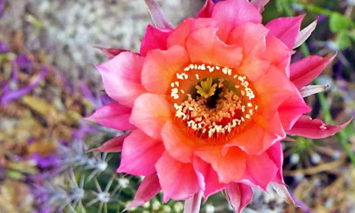 $11 for General Admission for One Adult at Desert Botanical Garden ($22 Value) - Primary Image