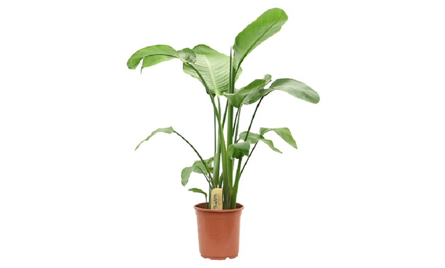 Image 4: Large White Bird of Paradise Houseplant in 21cm pot