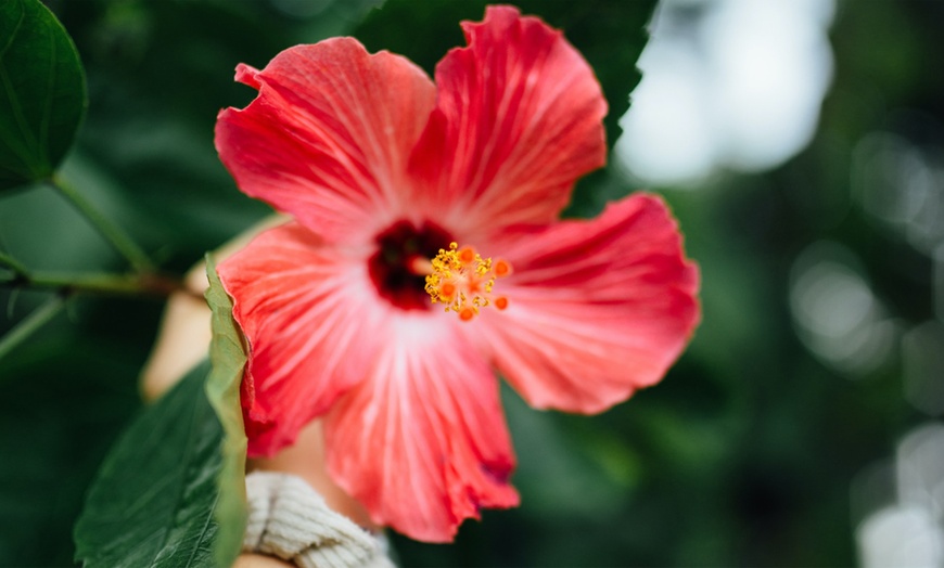 Image 9: Hibiscus rustiques