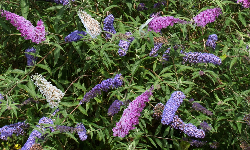 Image 14: Mixed Potted Buddleja 'Butterfly Bush' Plants 