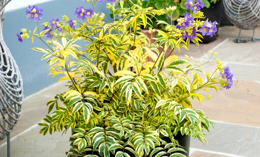 Image 2: Three 9cm Polemonium Golden Feathers Plants