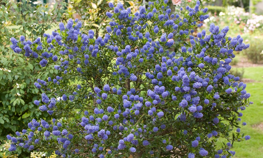 Image 2: Ceanothus Californian Lilac