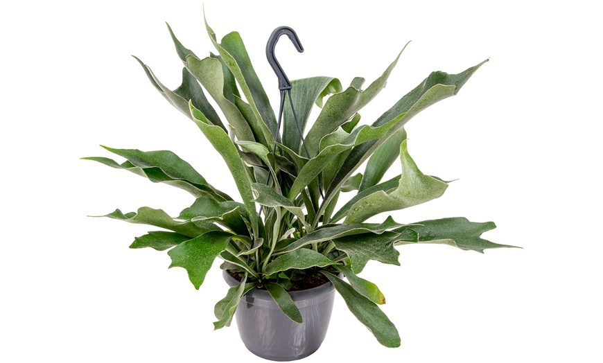 Image 2: 3L Potted Hanging Staghorn Fern