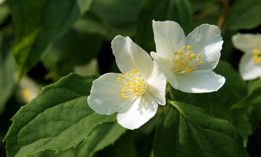 Image 6: Scented Mock Orange ‘Belle Etoile’ – Upto Three Potted Plants