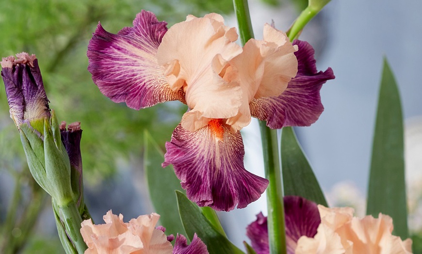 Image 1: Bearded Iris germanica Rose de Perse Plant