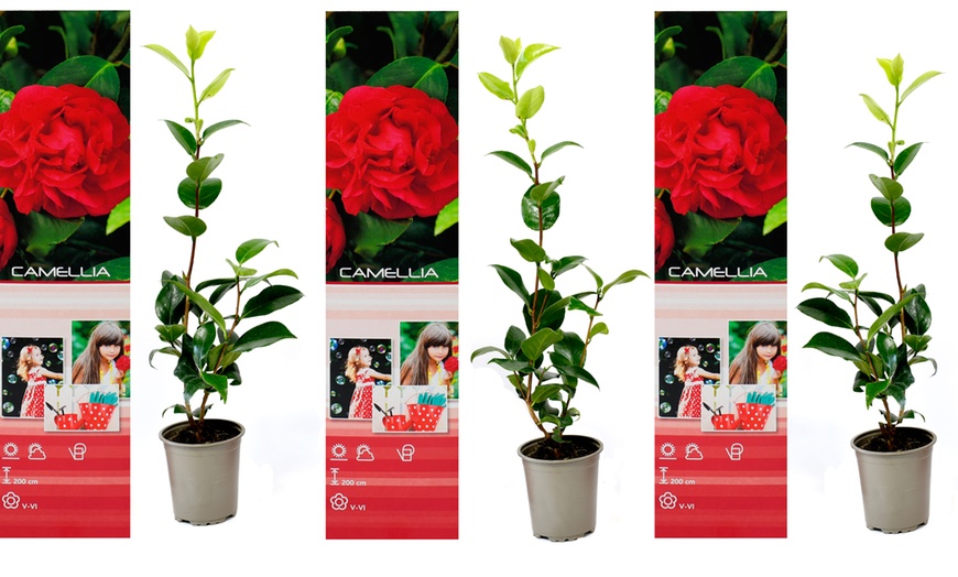 Image 4: Set van 3 of 6 Japanse rozen 'Camellia' van OH2