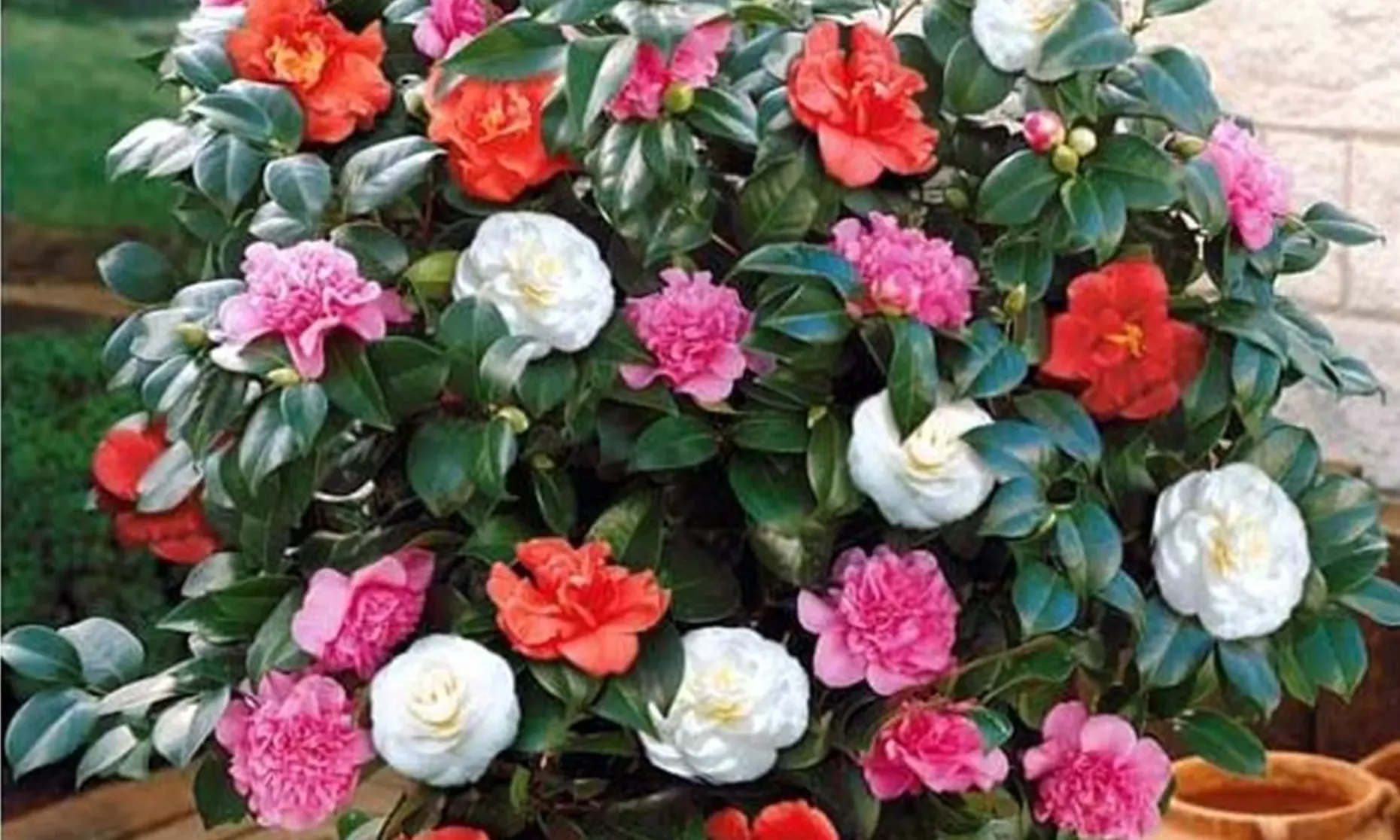 1 ou 2 lots de 3 plantes de Camelia Japonica 30-40 cm, livrés en pot - Primary Image