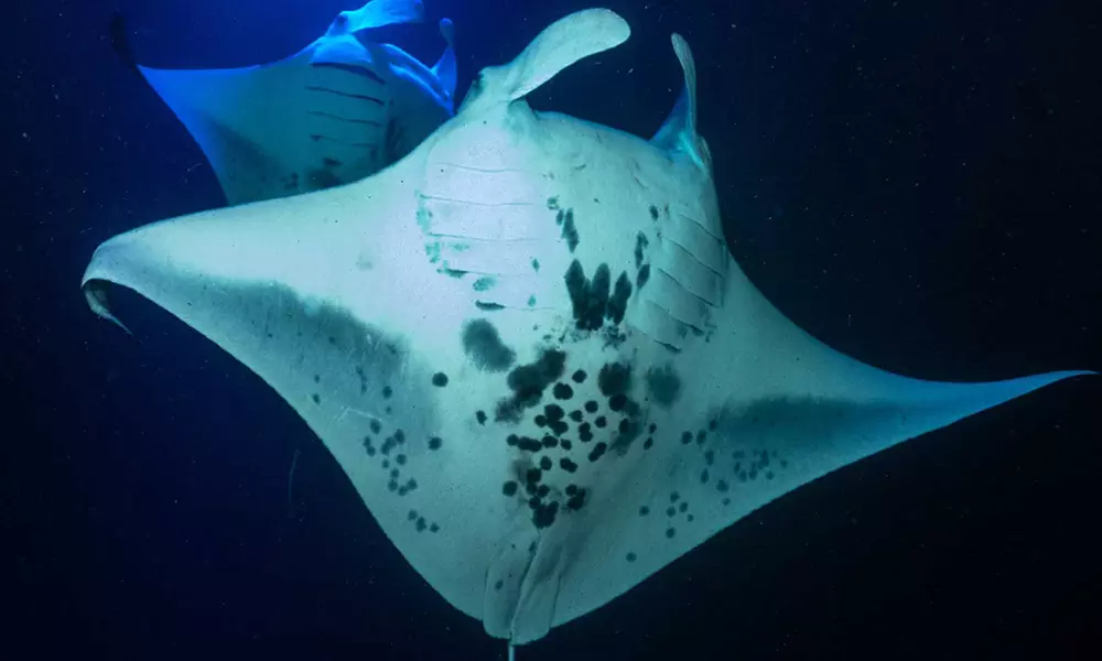 Experience the Magic of Kona: 2.5-Hour Morning Snorkel Adventure for Unforgettable Marine Encounters