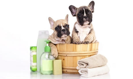 Dog Spa: Bagno all'ozono, toelettatura e doggy day care da Mi Fido (sconto fino a 61%). Valido in 2 sedi