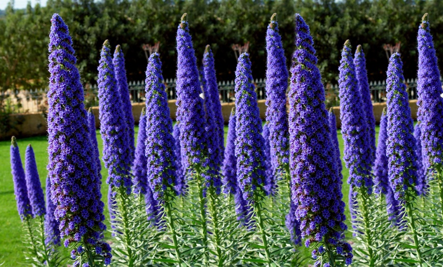 Image 1: Echium Candicans Plant