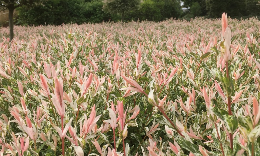 Image 1: Salix integra 'Flamingo' planten van OH2