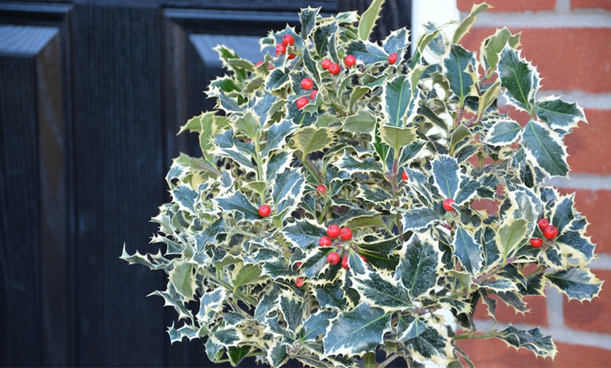 Image 8: One or Two Holly Argentea Marginata Standard Plants