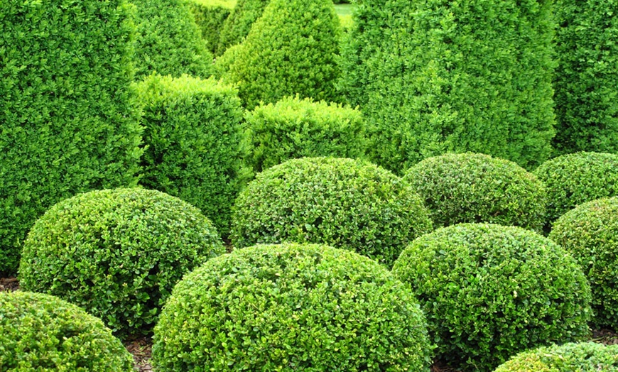 Image 6: Up to Two Buxus Sempervivum Ball Plants with Optional Biscotti Planter