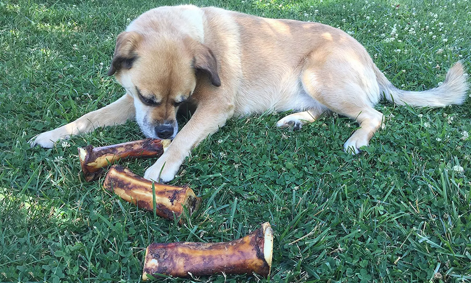 EcoKind Pet Treats Stuffed Shin Bone Premium Dog Treat - Second Medium