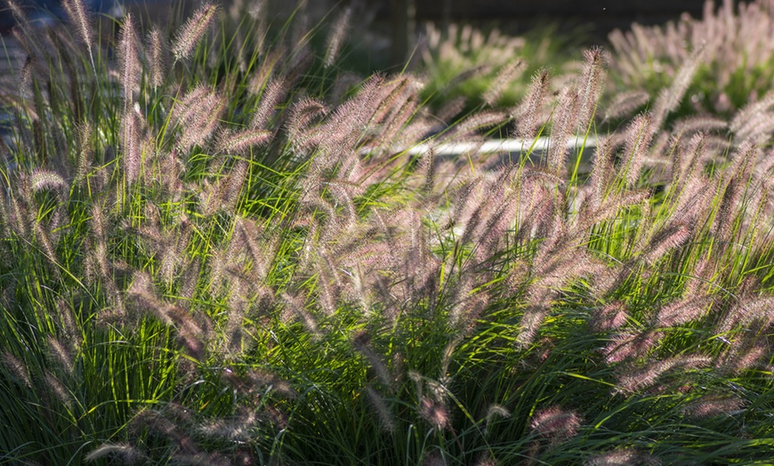 Image 2: Herbe aux écouvillons "Pennisetum alopecuroides 'Hameln'"