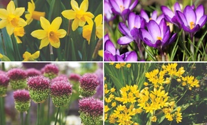 50 Spring Spectacular Colour Collection Bulbs