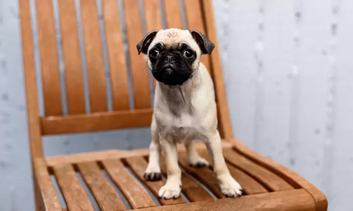 60-Minute Pet Portrait Session from Chickpea Photography Studio (90% Off) - Primary Image