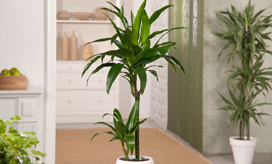 Image 1: Plante d'intérieur Dracaena Janet Craig