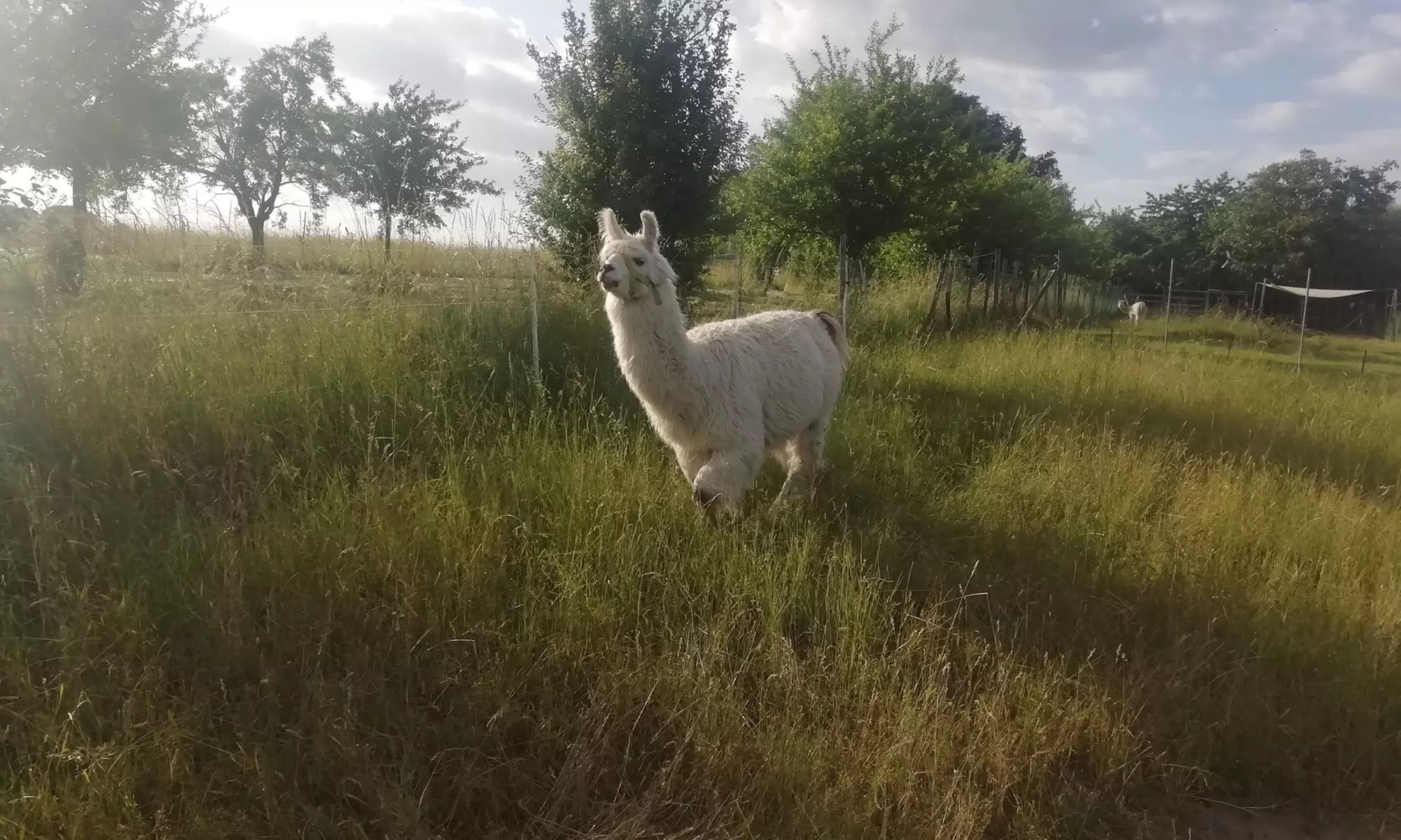 Alpaka-Parcouring auf der Weide