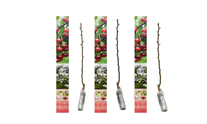 Image 5: Lot de 3, 5 ou 10 arbres fruitiers fuseaux