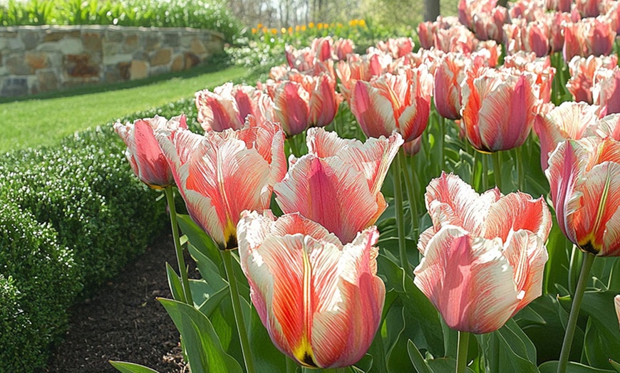 Image 2: Tot 20 'Parrot Mix'-tulpenbollen