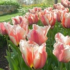 Image 2: Tot 20 'Parrot Mix'-tulpenbollen