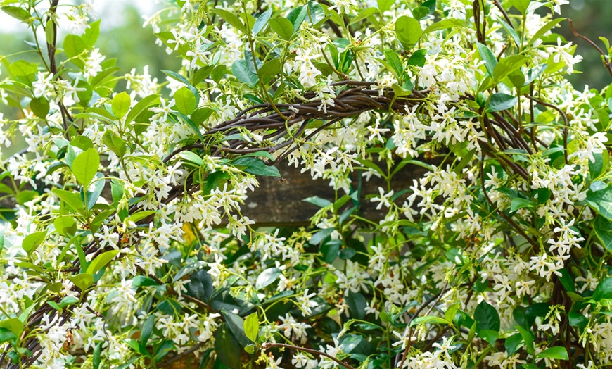 Image 5: Trachelospermum Jasminoides 2L Pot – One or Two Plants