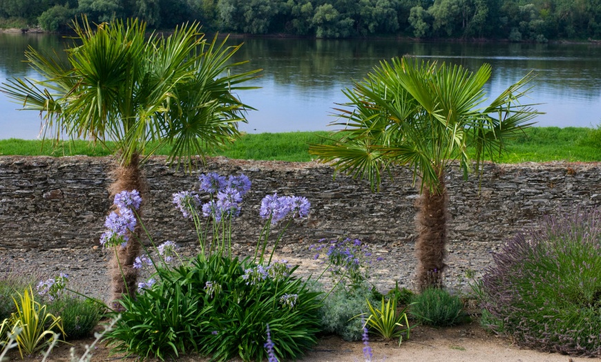 Image 2: Palmier XL Trachycarpus Fortunei 80-100 cm